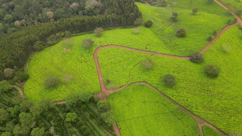 Aerial view of Satemwa tea farm, Thyolo, Malawi, Africa.