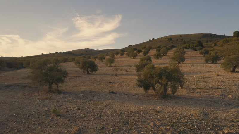 Olive Orchard on a Small Farm in the Early Morning