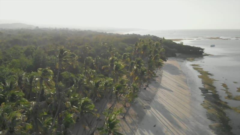 Aerial view of beach with palm trees in the morning