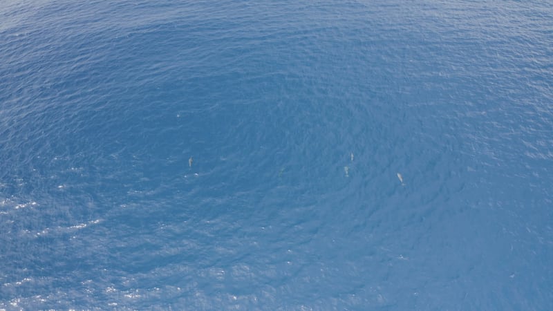 Aerial view of dolphins in open water at Reunion Island.