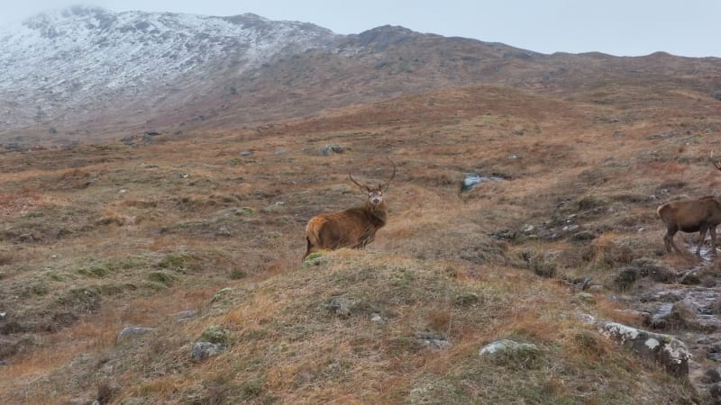 Majestic Red Deer Stag in Scotland Slow Motion