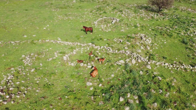 Aerial view of horses riding free in a grassland, Golan Heights, Israel.