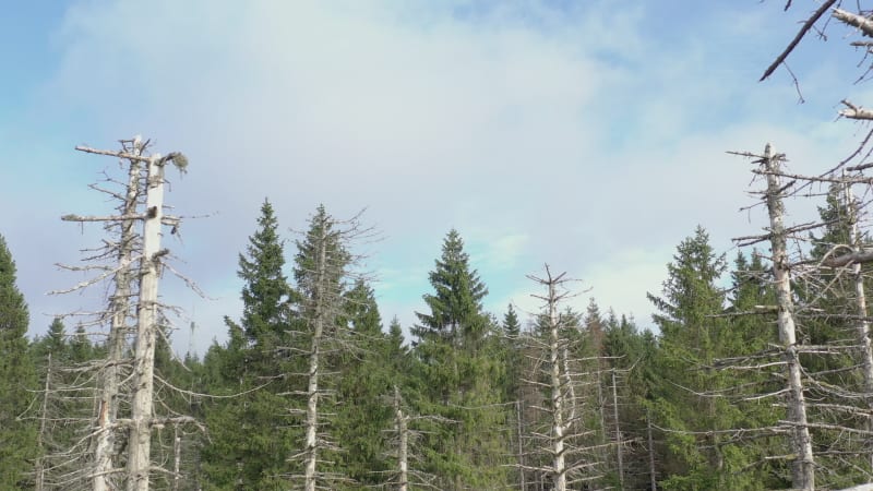 Dead and Dying Forest Caused by the Bark Beetle Aerial View