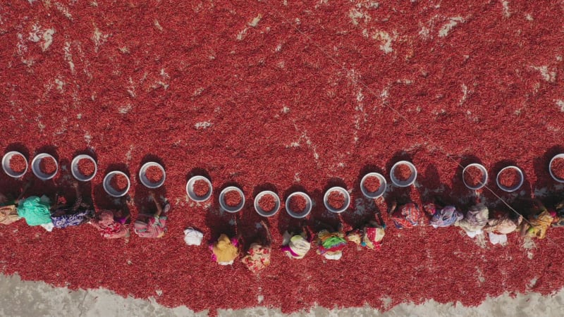 Aerial View of women collecting red chilli, Bangladesh.