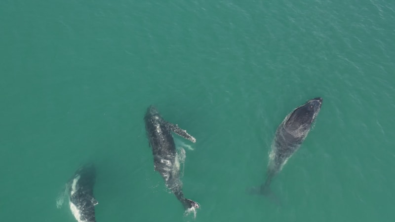 Aerial view of humpback whales.