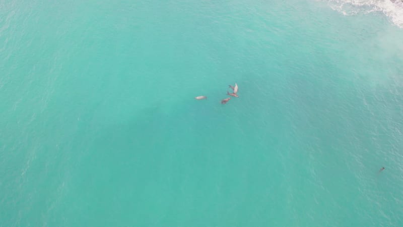 Aerial view of a group of seals in Alaska.