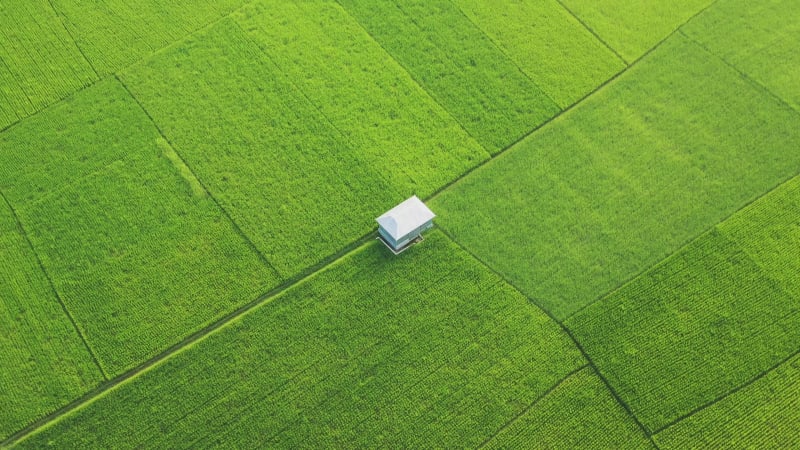 Aerial view of a rice field in Bhaluka, Mymensing, Bangladesh.