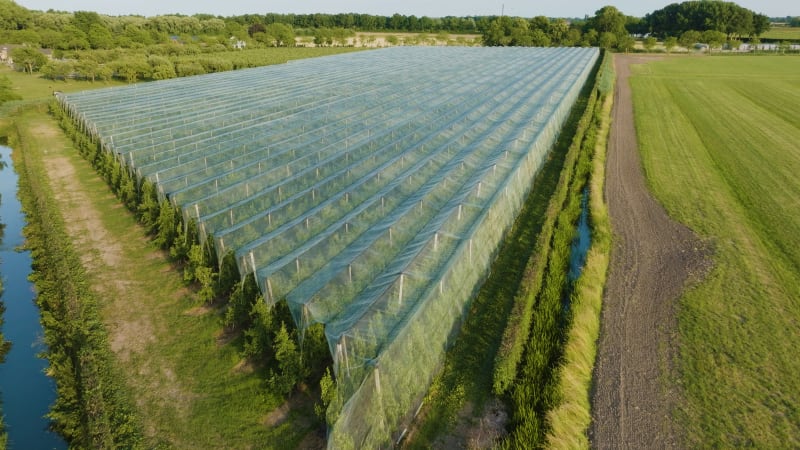 Overhead View of a Protected Fruit Farm in the Netherlands