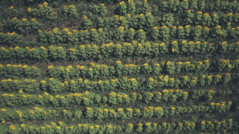 Rows of sunflowers in a field in Spring sunshine. Top down aerial drone view