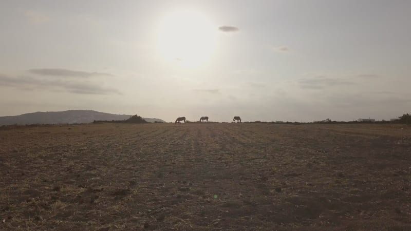 Aerial view of three horses on empty field.