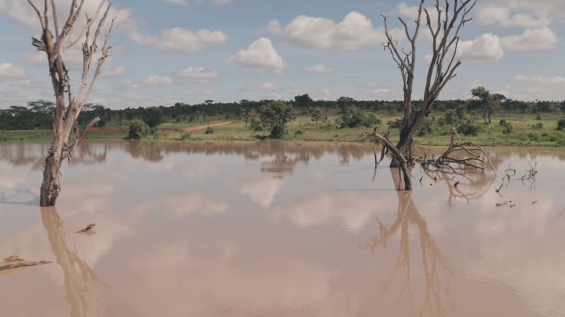 Aerial view of dead tree trunks in muddy brown water