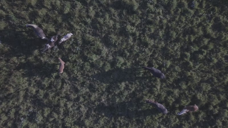 Aerial view of horses grazing alongside a roadway in Southern Iceland.