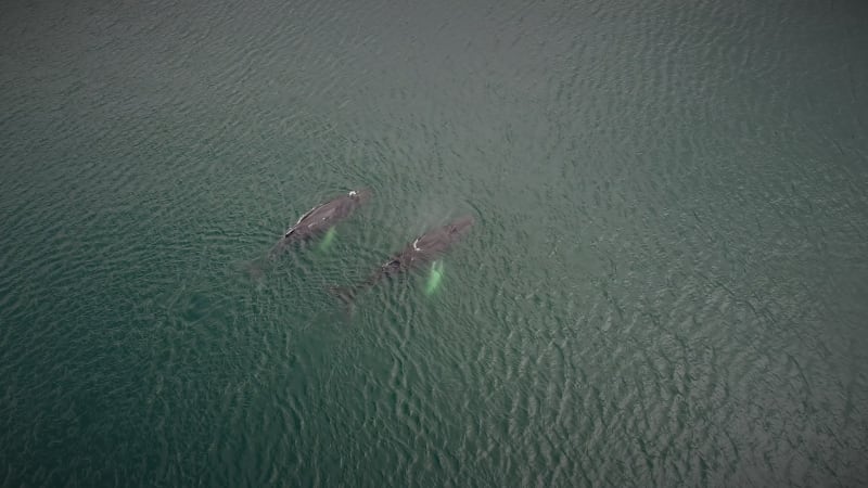 Aerial view of Humpback whales in Costa Rica.