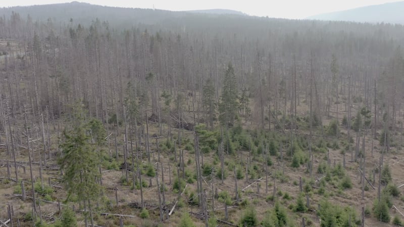 Dead and Dying Forest Caused by the Bark Beetle Aerial View