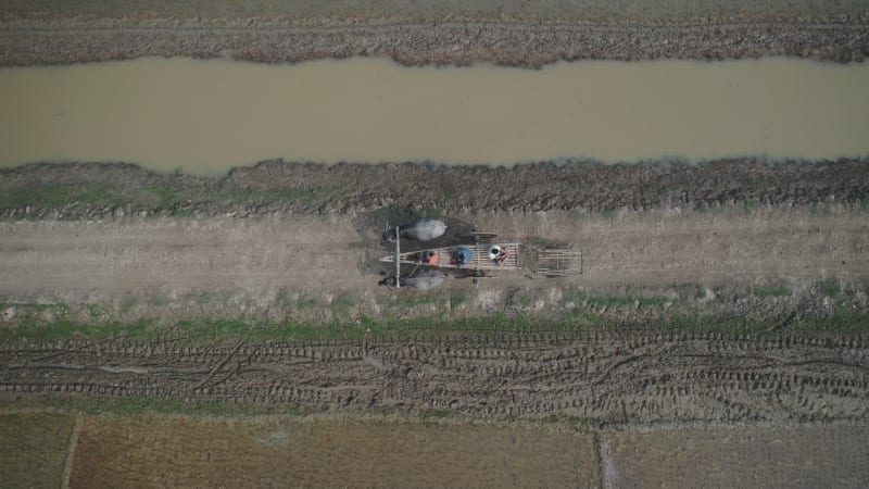 Aerial view of farmers doing the harvest in Banaripara, Barisal, Bangladesh.