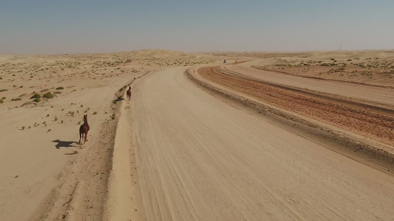 Aerial view two horses running free in the desert of Al Khatim.