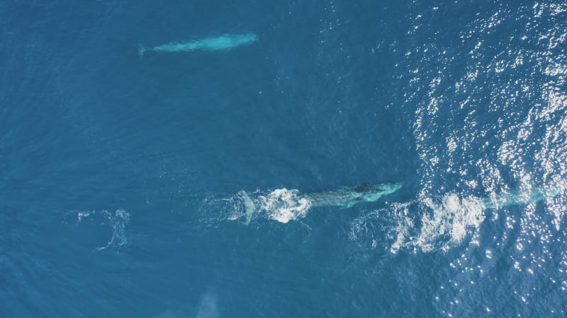 Aerial view of a sperm whale sin the ocean, Azores, Portugal.