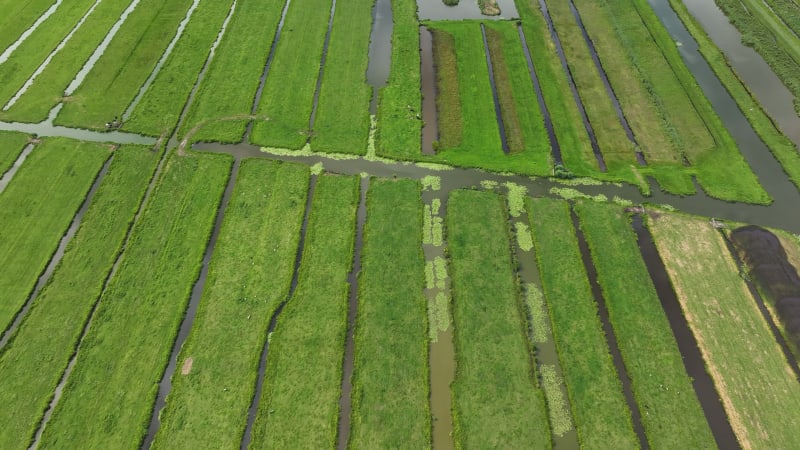 Krimpenerwaard Polder Landscape: Farms and Livestock