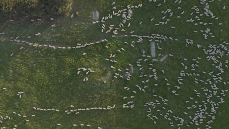 Aerial view of hundreds of sheep walking in field.