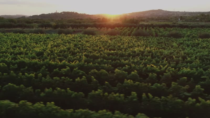 Aerial view of vineyards in Nerezisca dalmatian village.