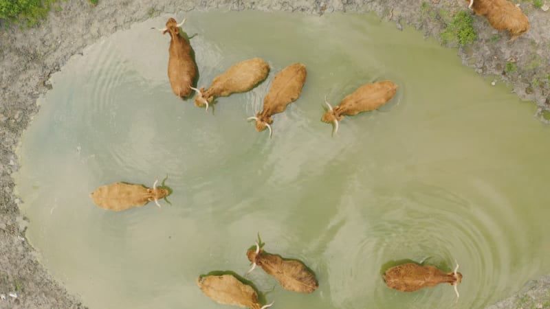 Top down shot of a group of Scottish highlander cows