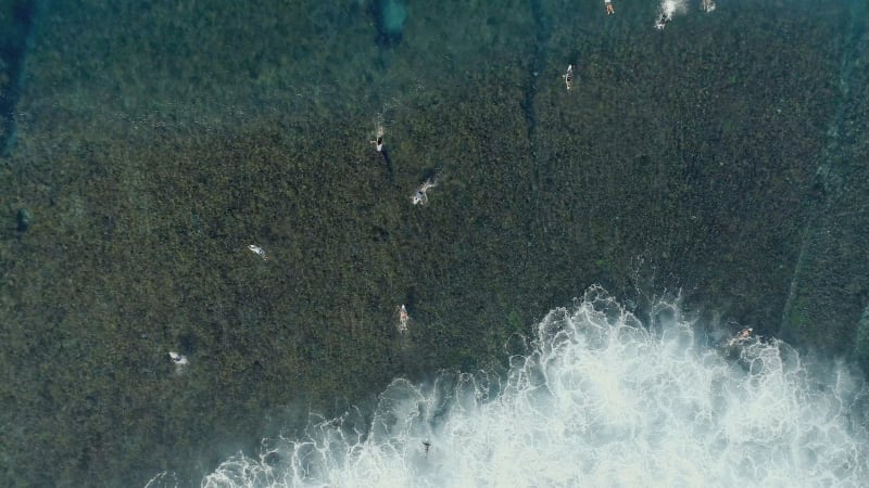 Surfers in the Ocean Catching Waves from a Bird's Eye View