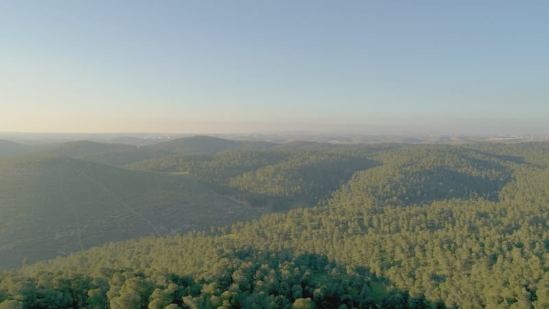 Aerial view of a pine forest, Yatir, Israel.