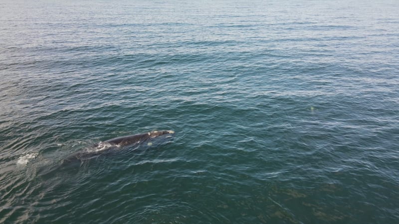 Aerial view of Eubalaena Australis Whale, Cape Town, South Africa.