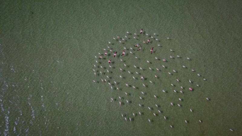 Aerial view of flamingos in West Coast National park, Cape Town.