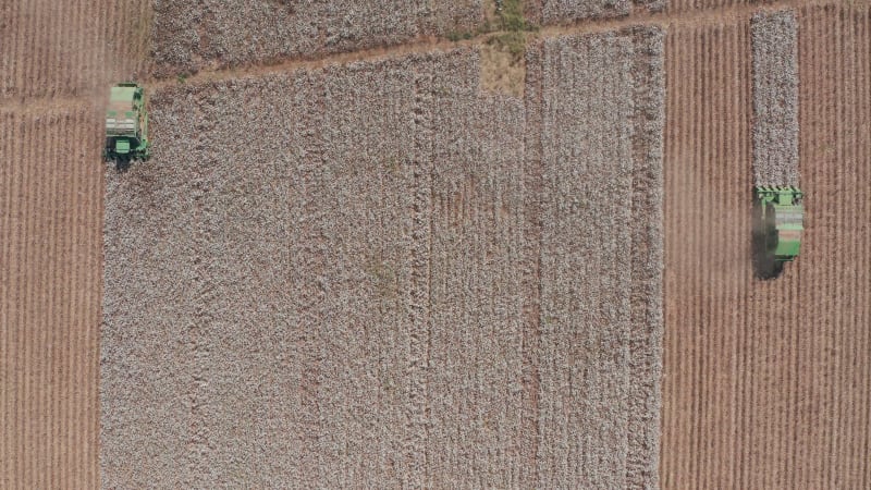 Two Cotton pickers working on opposite directions in a large Cotton field, Aerial footage.