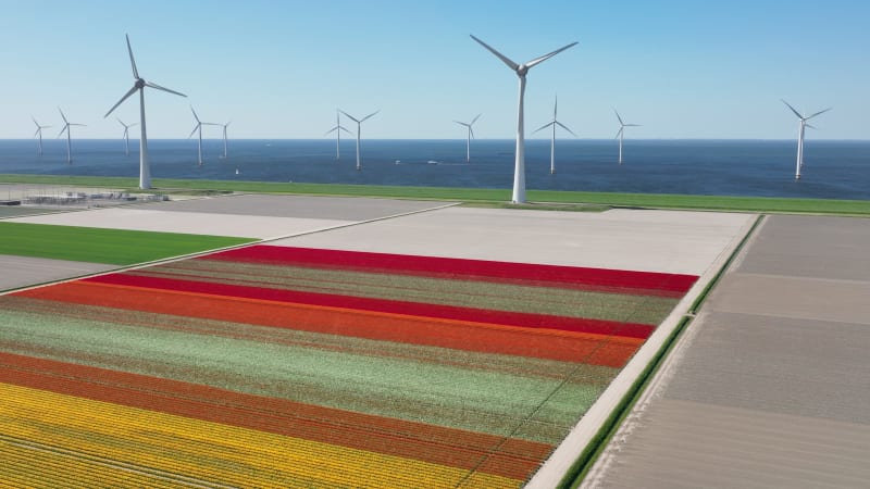 Aerial view of tulip field and wind farm, Flevoland, Netherlands