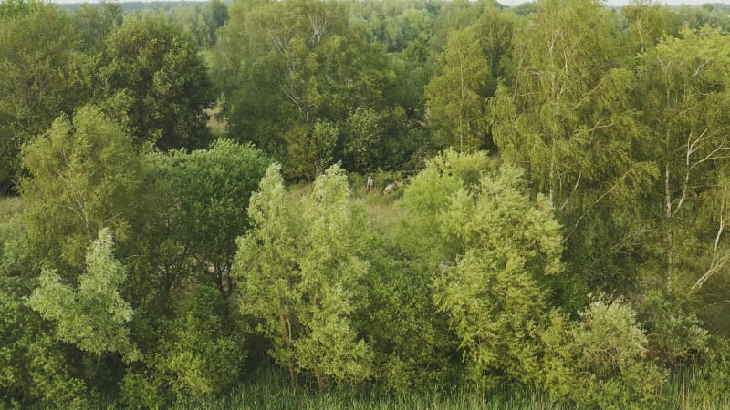 Aerial view of the goats grazing in the bushes