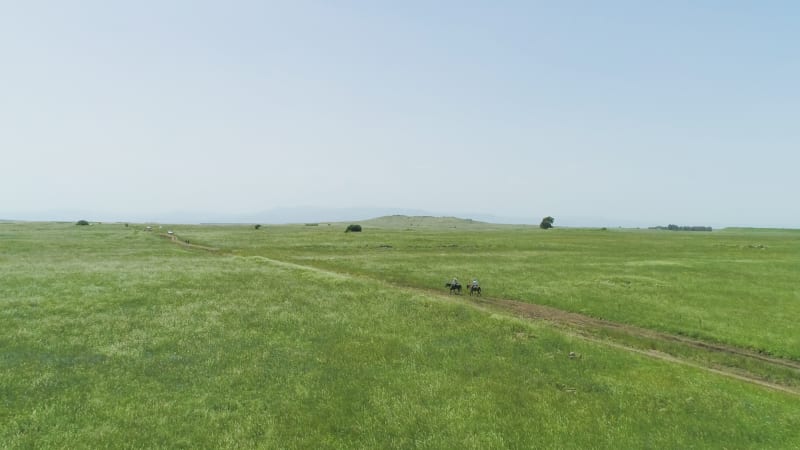 Aerial view of horses in a grassland landscape, Golan Heights, Israel.