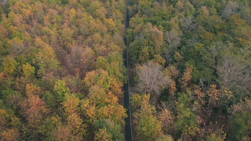 Aerial view of a road driving through the forest, Manali, india.