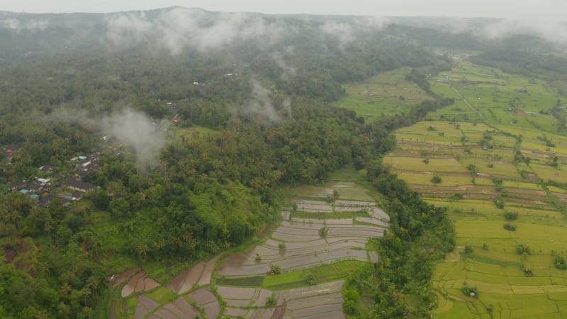 Irrigated rice fields near tropical rainforest in Bali. Aerial view of farm fields near small village in a jungle in Indonesia