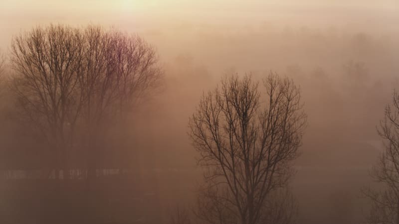 Rustige wandeling in een mistig bos