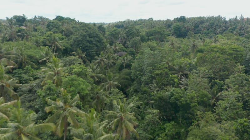 Aerial dolly shot of jungle river and scattered residential houses in a thick lush rainforest in Bali