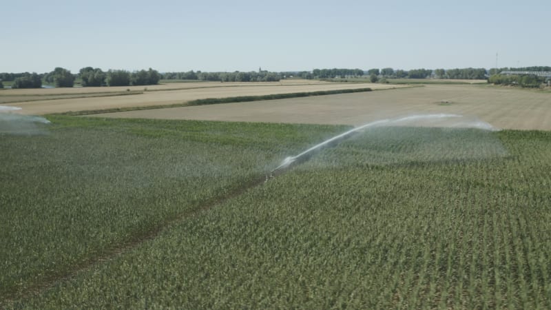 Corn feelds being sprayed with water during drought, august 2022