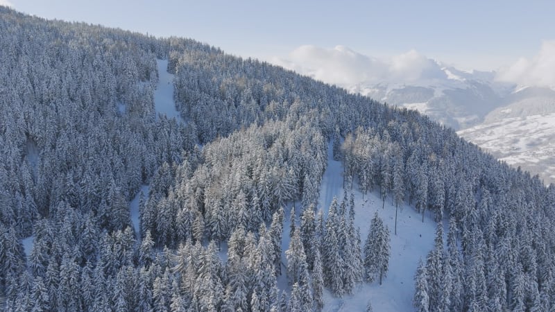 Flying towards ski slope with skiers between the trees at the edge of La Plagne, France at sunny midday