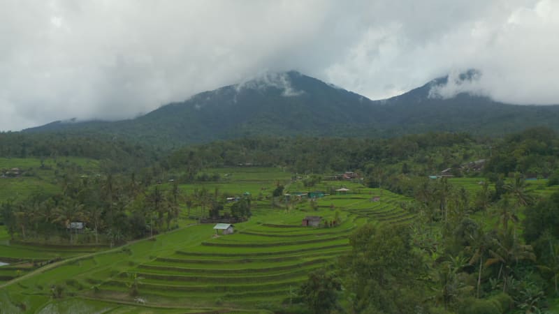 Lush green rice field terraces in Bali. Aerial view of irrigated farm fields and cloudy mountains with tropical rainforest in the background