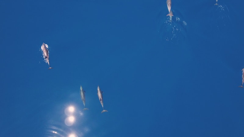 Aerial view of dolphins swimming at Costa Brava.