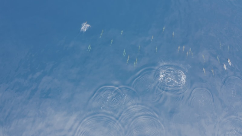 Aerial view of dolphins in open water at Reunion Island.