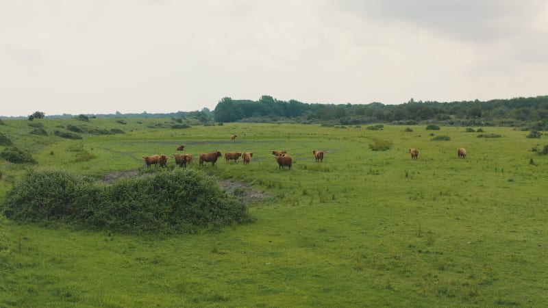 A group of Scottish highlander cows grazing with a bird flying by