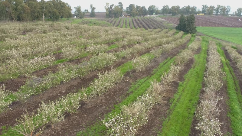 Aerial View of field of Plum trees. Mishmar HaYarden, Northern District, Israel.