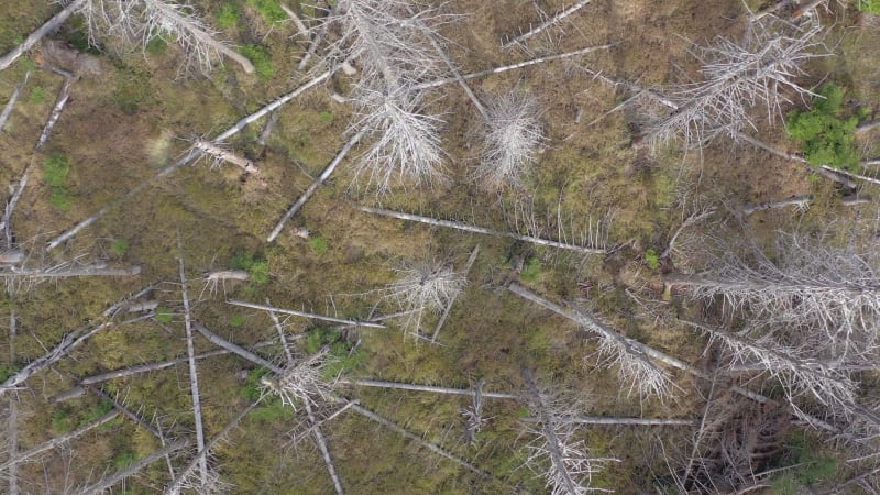 Dead and Dying Forest Caused by the Bark Beetle Aerial View