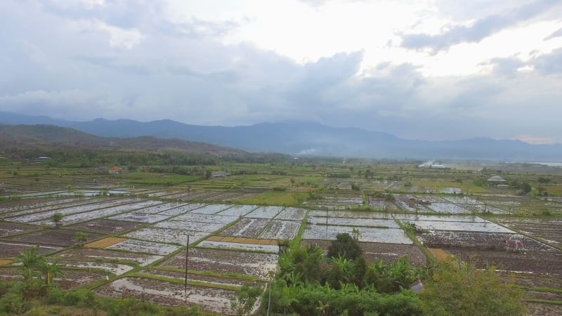 Aerial view of paddy field growing semiaquatic rice, Bali island.