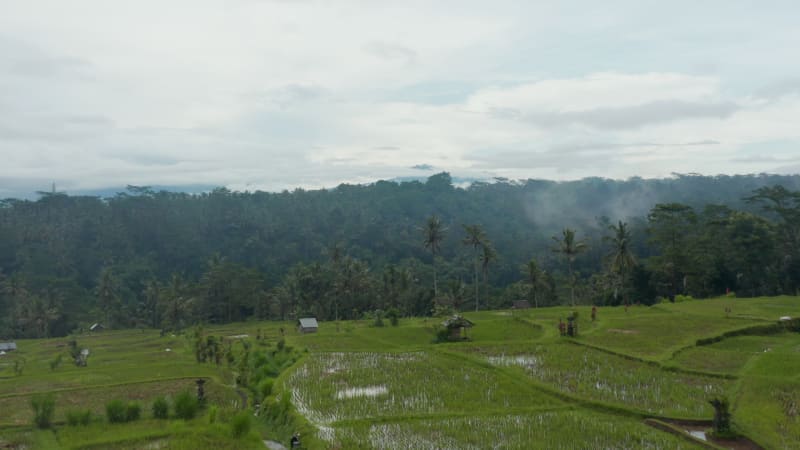 Low flying aerial dolly shot over the irrigated rice fields with small houses and thick rainforest in the background