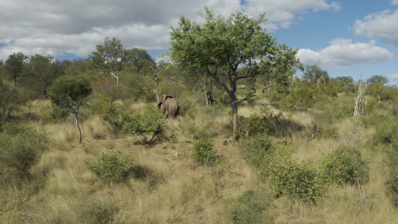 Aerial View of Elephants walk in the savana, Balule Nature Reserve, Maruleng NU.