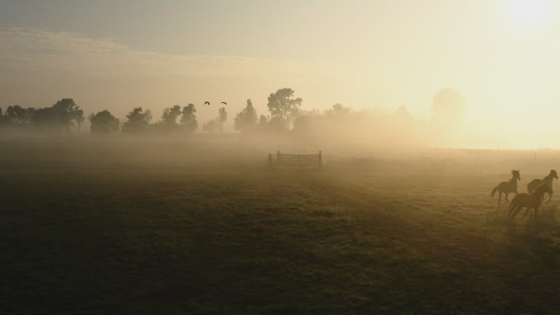 Paarden galopperen op een mistig veld in warm avondlicht