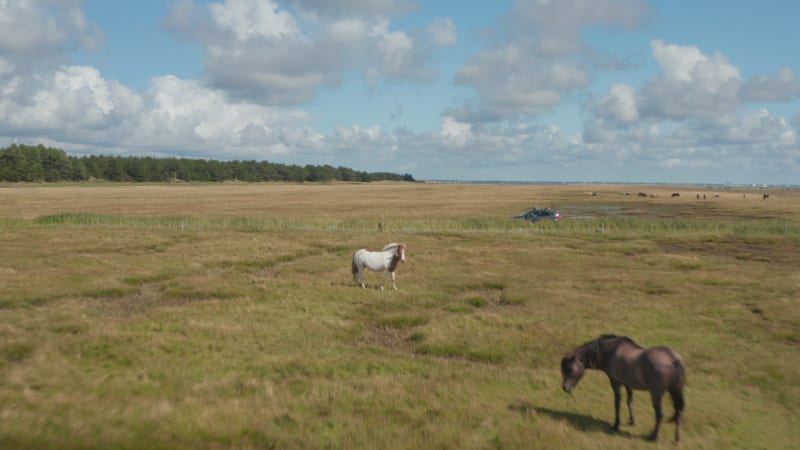 Herd of horses grazing on grass. Car driving on road between pastures. Flat grassland landscape.  Denmark